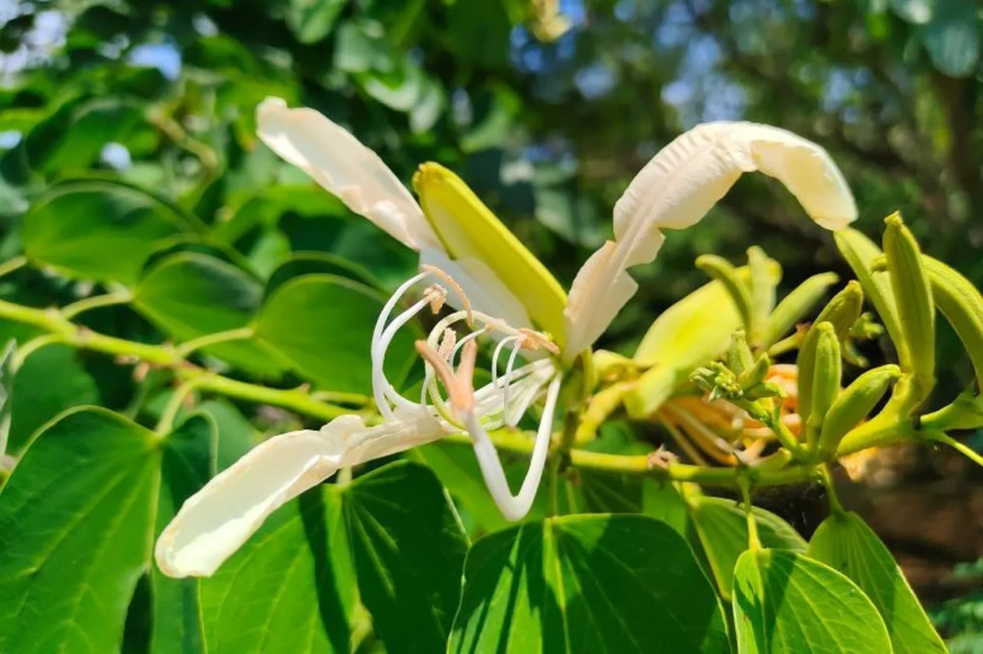 В Сочи зацвела «древесная орхидея» родом из Южной Америки